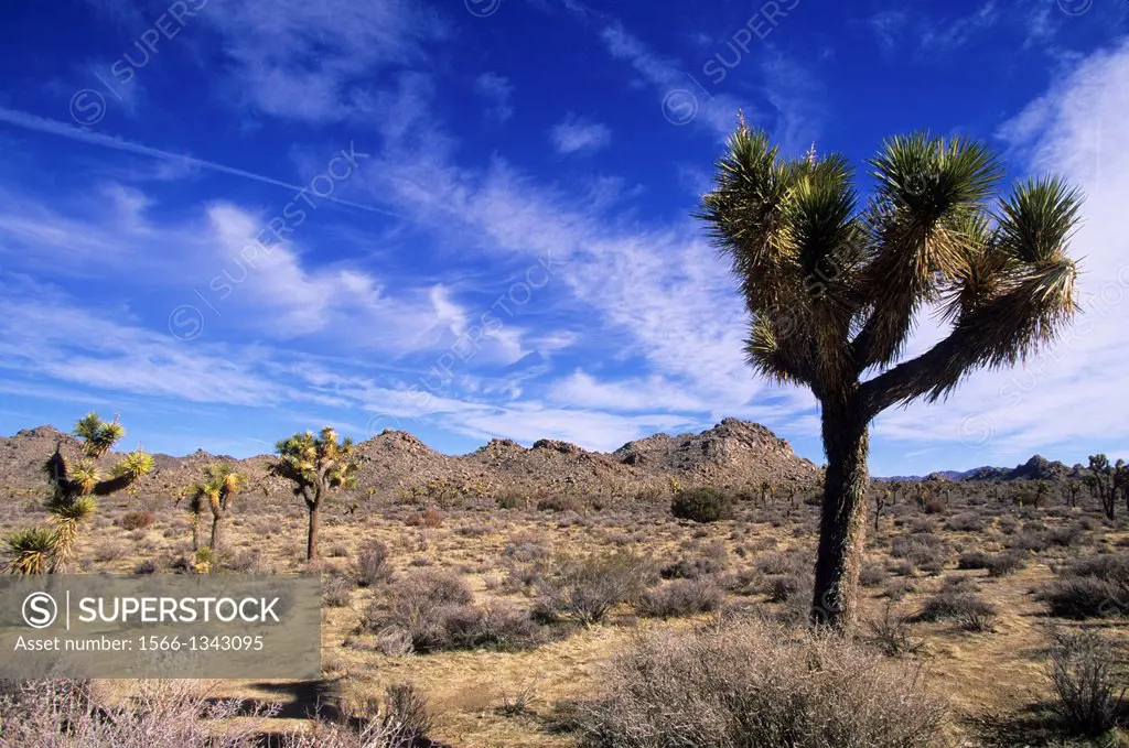 USA, CALIFORNIA, JOSHUA TREE NATIONAL PARK, JOSHUA TREE (Yucca brevifolia).