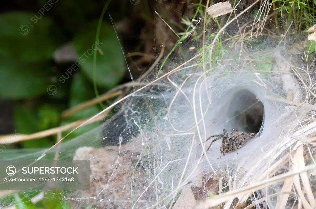 USA, TEXAS, HILL COUNTRY NEAR HUNT, SPIDER, FUNNELWEB MYGALOMORPHS.