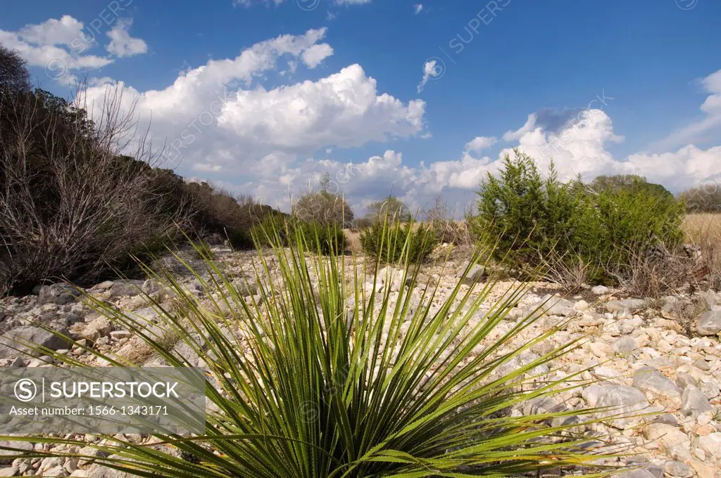 USA, TEXAS, HILL COUNTRY NEAR HUNT, SOTOL PLANT, Dasylirion sp, GROWING IN DRIED UP RIVER.