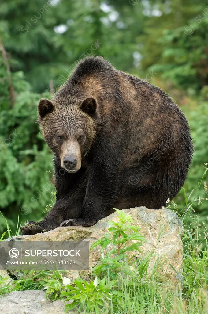 CANADA, BRITISH COLUMBIA, VANCOUVER, GROUSE MOUNTAIN, GRIZZLY BEAR SITTING ON ROCK.