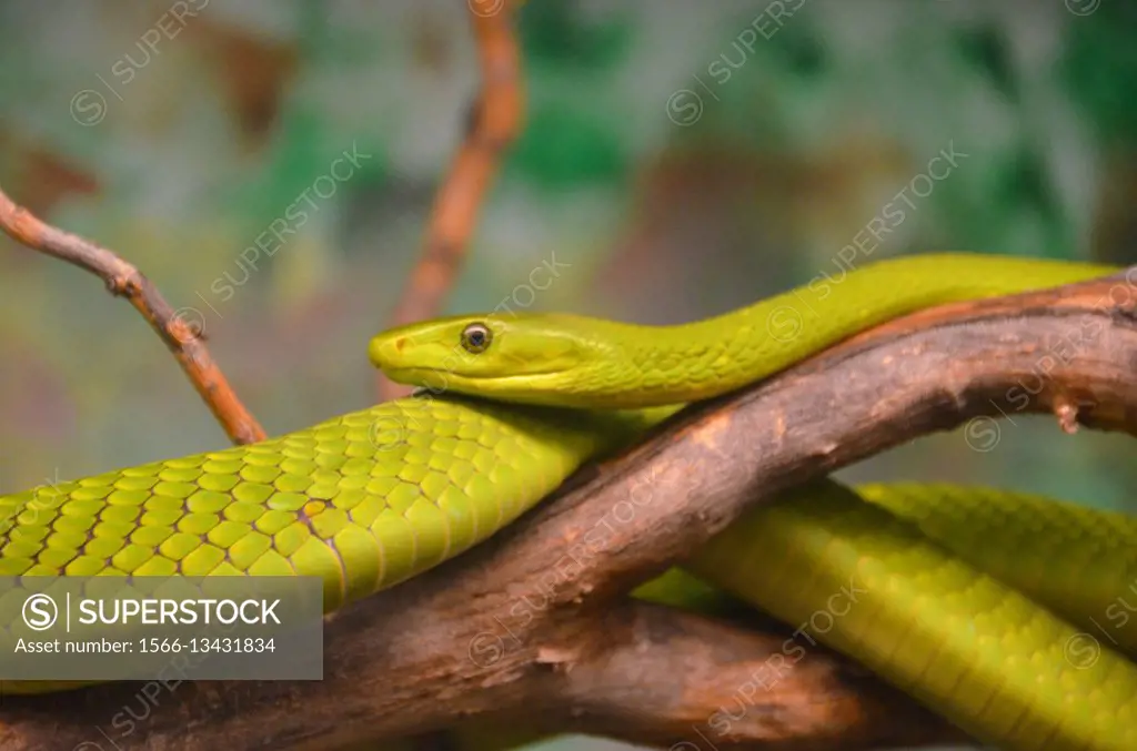 Eastern Green Mamba (Dendroaspis angusticeps), native to East Africa. Venomous.