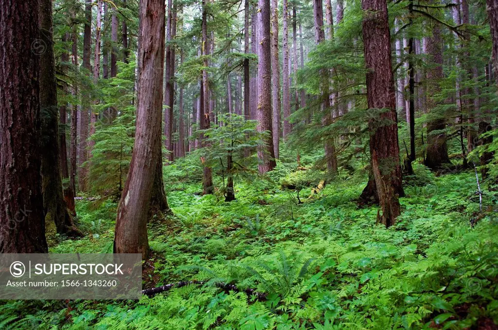 USA, WASHINGTON STATE, OLYMPIC PENINSULA, OLYMPIC NATIONAL PARK, SOL DUC RIVER VALLEY, TEMPORATE RAIN FOREST.