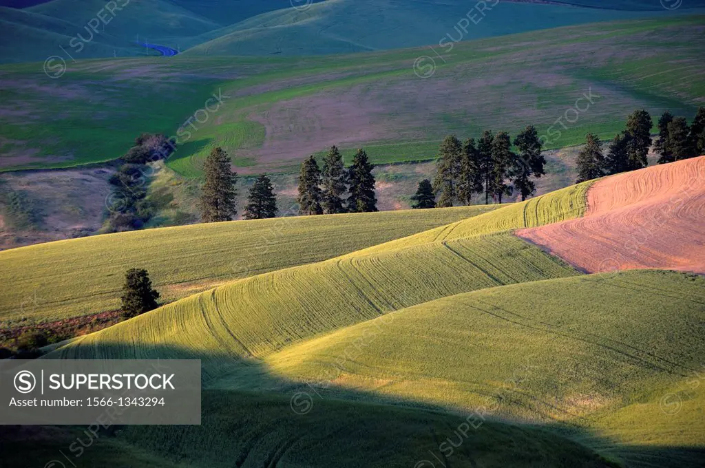 USA, WASHINGTON STATE, PALOUSE COUNTRY NEAR PULLMAN, VIEW OF ROLLING HILLS, FIELDS IN EVENING LIGHT.