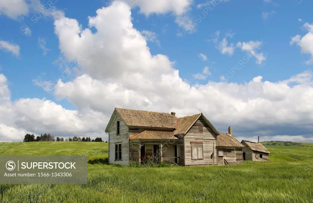USA, WASHINGTON STATE, PALOUSE COUNTRY NEAR PULLMAN, ABANDONED FARM HOUSE IN WHEAT FIELD, CUMULUS CLOUDS.