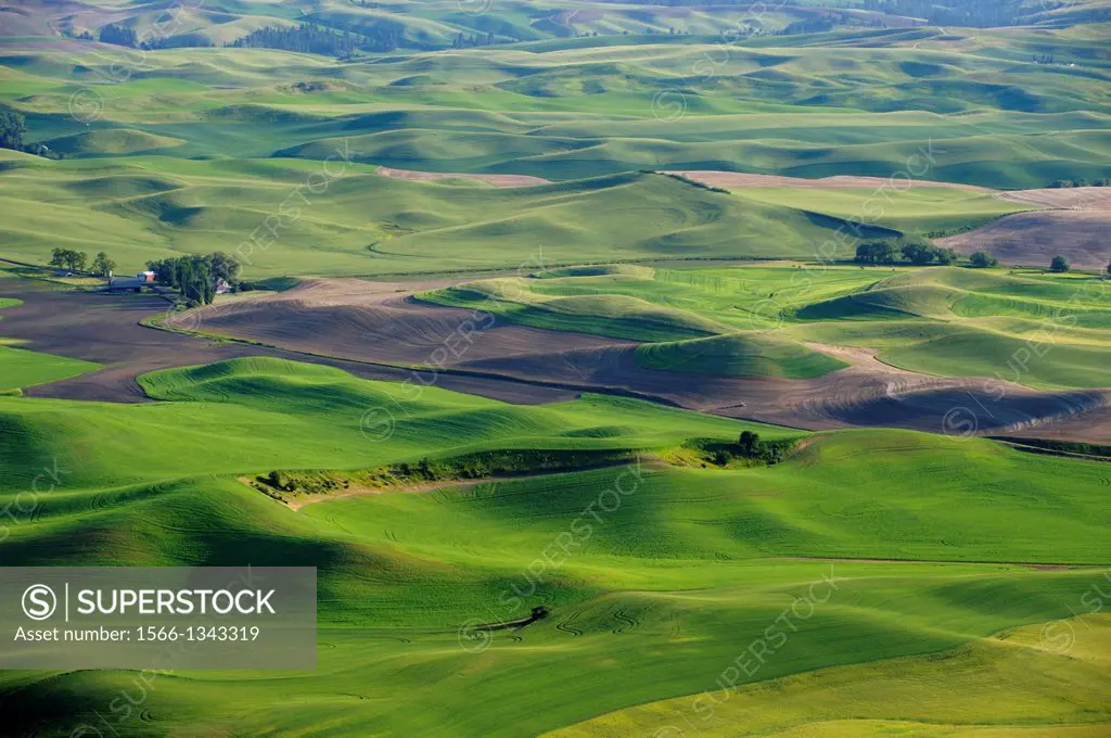 USA, WASHINGTON STATE, PALOUSE COUNTRY, VIEW FROM STEPTOE BUTTE OF ROLLING HILLS WITH FIELDS.