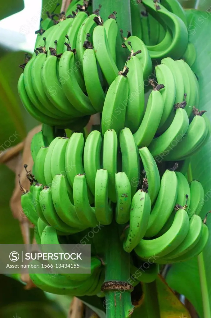 Bananas on a banana plant.