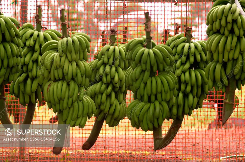 Banana crops.