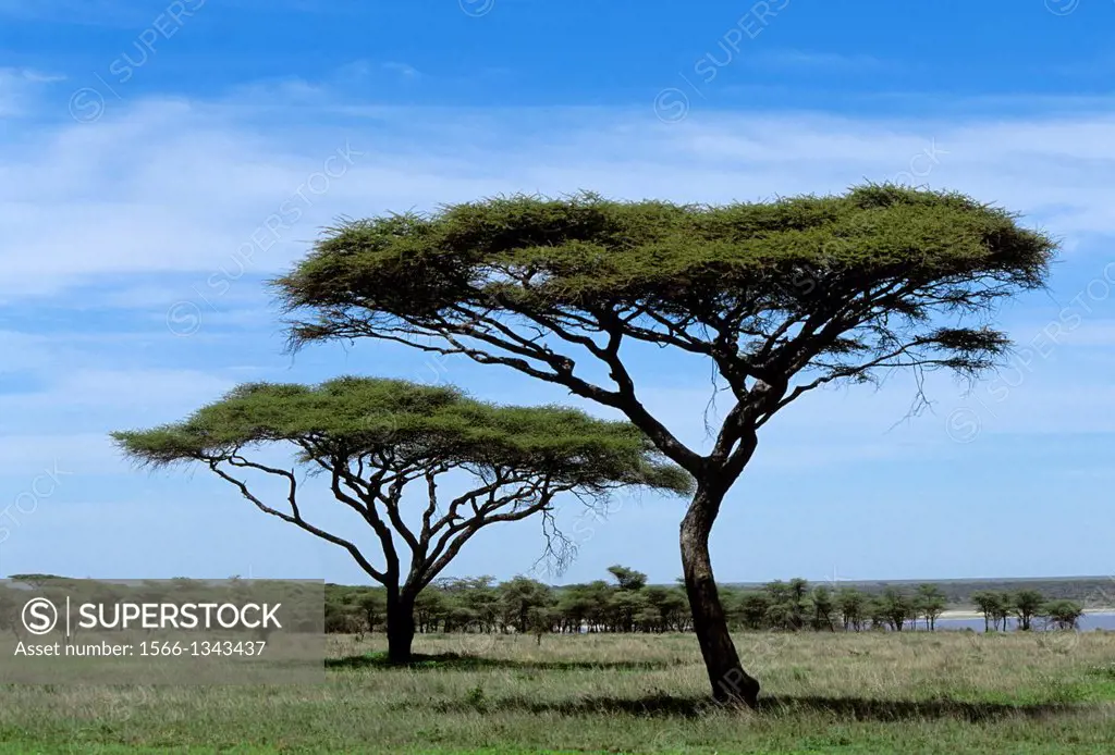 TANZANIA, SERENGETI, UMBRELLA ACACIA TREE, Acacia tortilis.