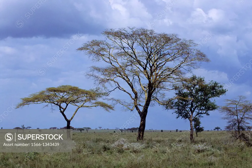 TANZANIA, SERENGETI, YELLOW-FEVER ACACIA (LEFT); UMBRELLA ACACIA (CTR);SAUSAGE TREE(RIGHT), RAIN CLOUDS.