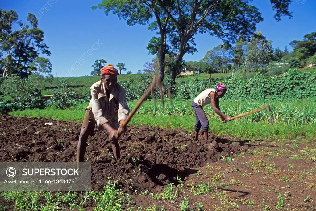 TANZANIA, NEAR ARUSHA, MEN WORKING IN VEGETABLE FIELDS.