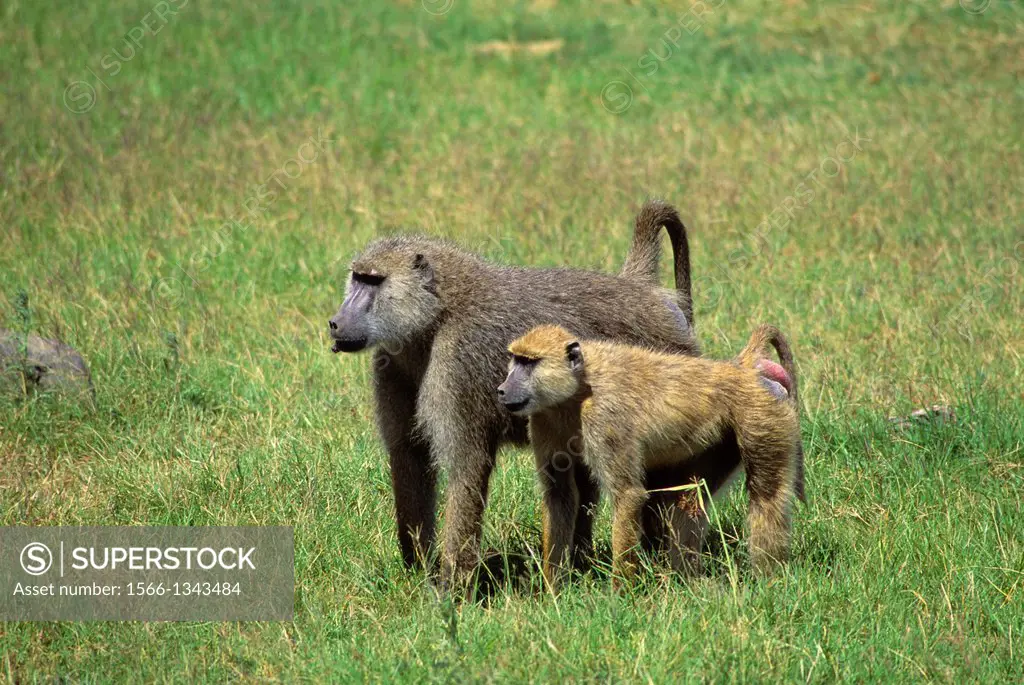 KENYA, AMBOSELI NATIONAL PARK, YELLOW BABOONS (Papio cynocephalus), MALE & FEMALE.