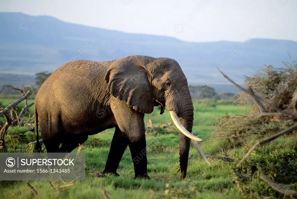 KENYA, AMBOSELI NAT'L PARK ELEPHANT.