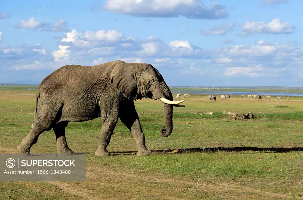 KENYA, AMBOSELI NAT'L PARK ELEPHANT.
