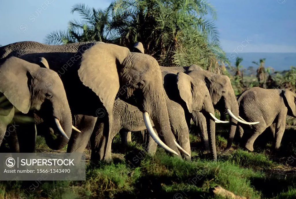 KENYA,AMBOSELI NAT'L PARK ELEPHANT HERD.