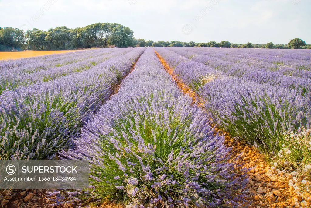 Lavender field. La Alcarria, Guadalajara province, Castilla La Mancha, Spain.