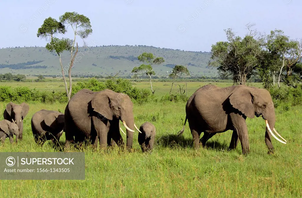 KENYA, MASAI MARA, ELEPHANTS WITH CALVES.