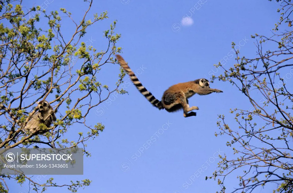 MADAGASCAR, BERENTY, RING-TAILED LEMURS JUMPING FROM TREE TO TREE.