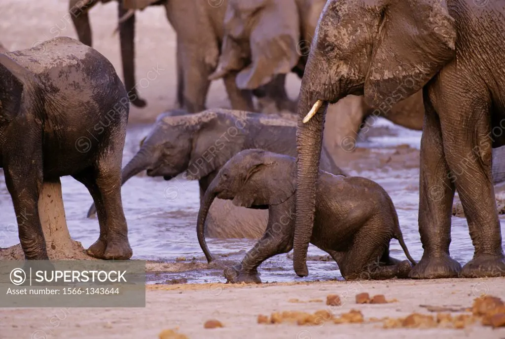 NAMIBIA, ETOSHA NATIONAL PARK, ELEPHANT HERD AT WATERHOLE, BABIES.