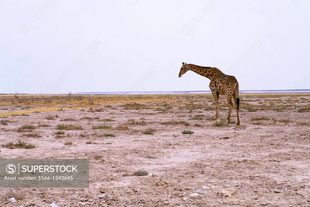 NAMIBIA, ETOSHA NATIONAL PARK, GIRAFFE.