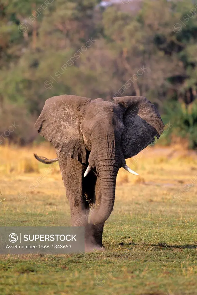 BOTSWANA, OKAVANGO DELTA, MOMBO ISLAND, ELEPHANT GRAZING.