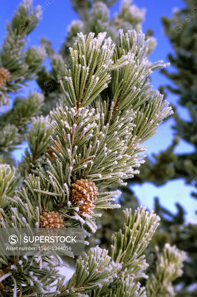 USA, WYOMING, YELLOWSTONE NATIONAL PARK, FROSTED LODGEPOLE PINE TREES, PINE CONES, WINTER SCENE.