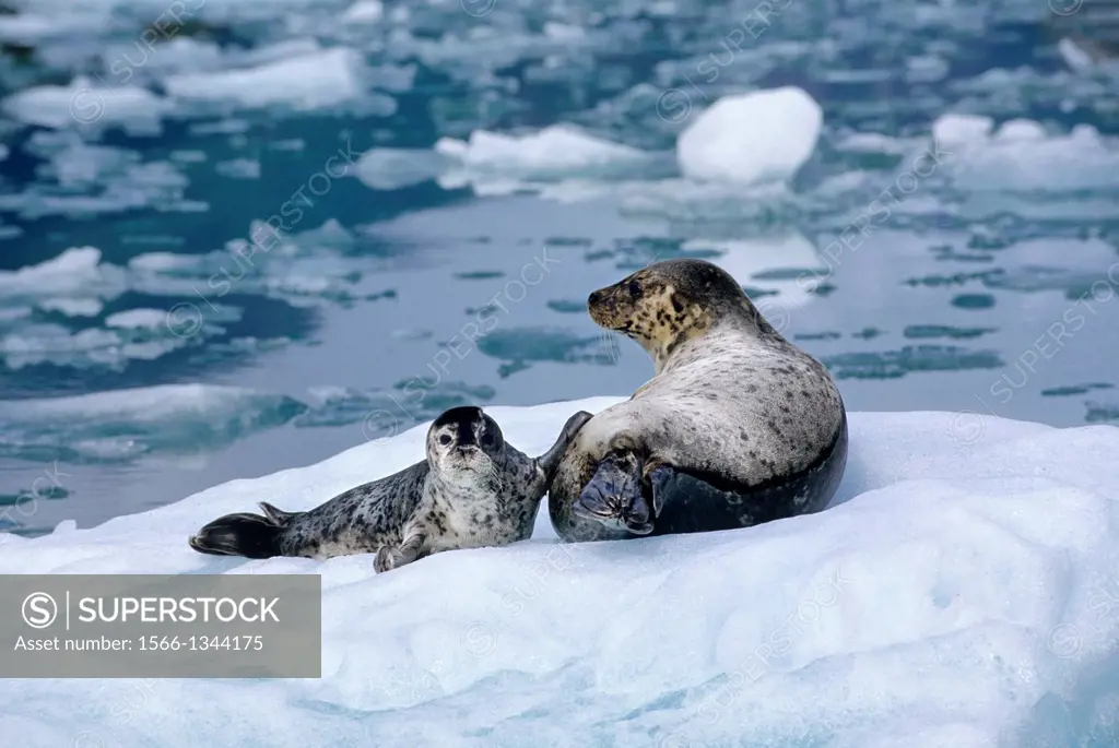 USA, ALASKA, NEAR JUNEAU, TRACY ARM, HARBOR SEALS, MOTHER WITH PUP ON ICE FLOE.