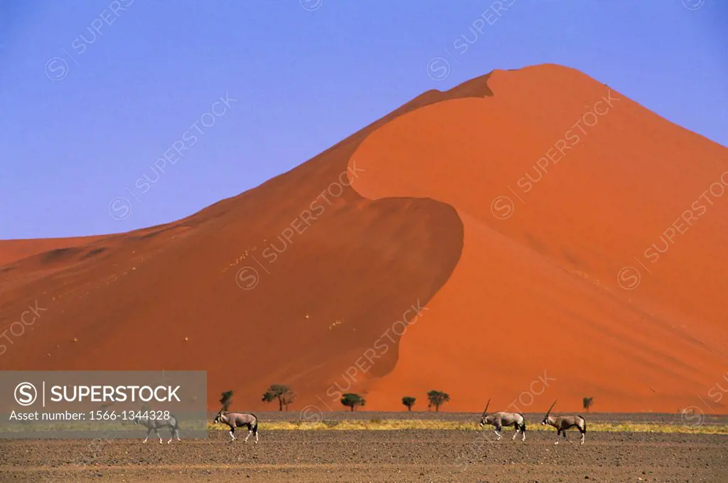 NAMIBIA, NAMIB-NAUKLUFT PARK, SOSSUSVLEI, SAND DUNE WITH ORYX.