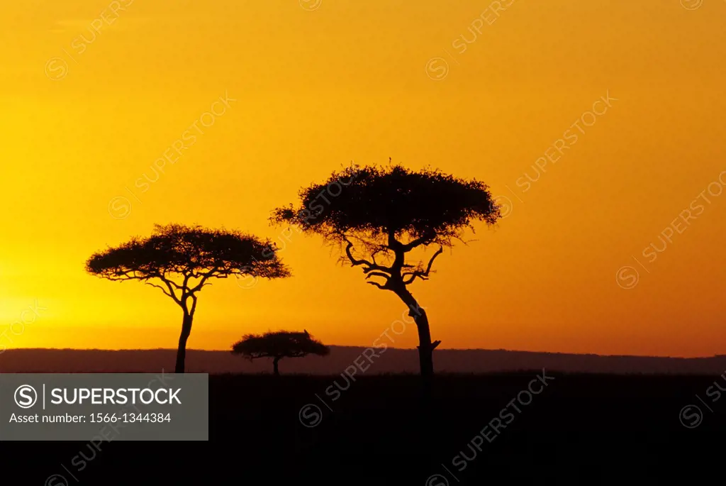 KENYA, MASAI MARA, GRASSLAND, LANDSCAPE, SUNRISE, ACACIA TREES.