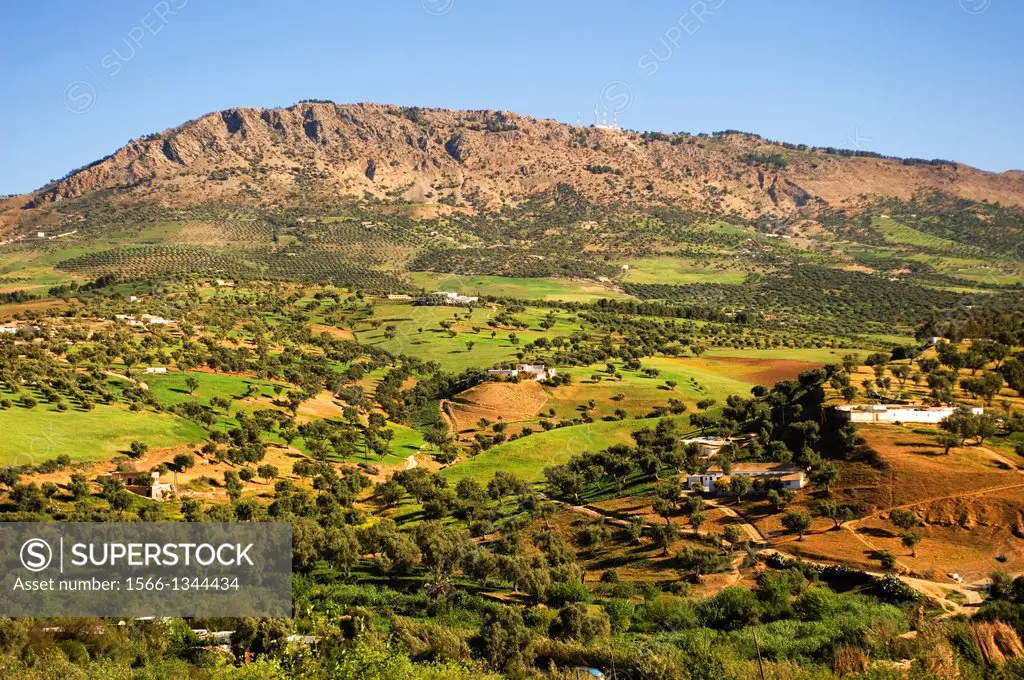 MOROCCO, FEZ, VIEW OF FIELDS WITH OLIVE TREES.