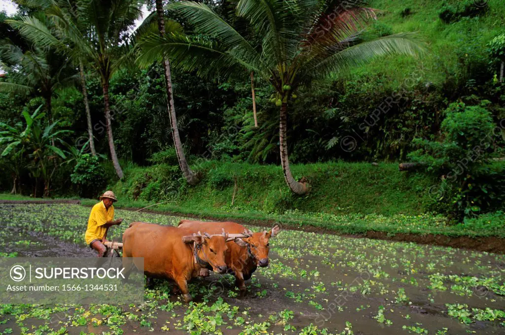 INDONESIA, BALI, TERRACED RICE FIELDS AT GUNUNG KAWI, FARMER PLOWING FIELD.