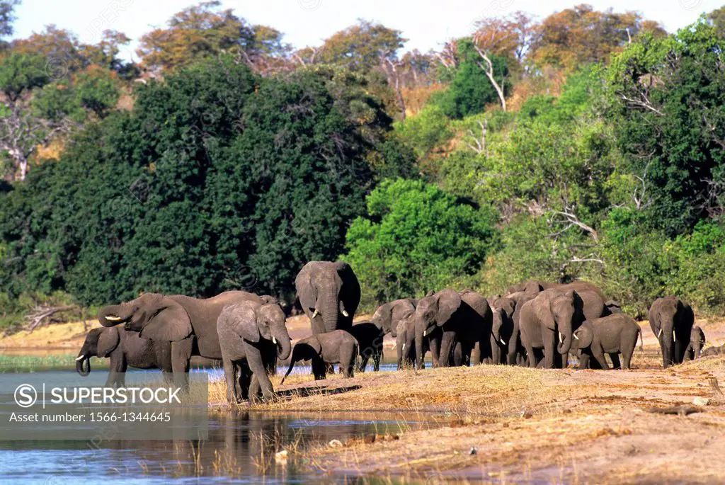 BOTSWANA, CHOBE NATIONAL PARK, ELEPHANTS AT CHOBE RIVER.
