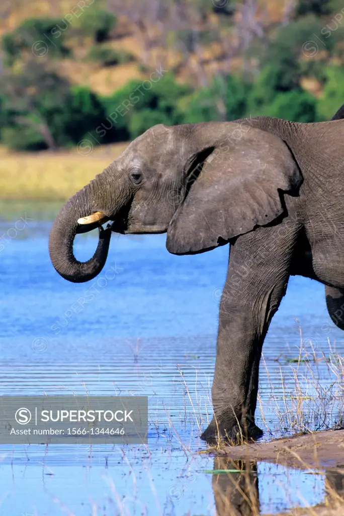 BOTSWANA, CHOBE NATIONAL PARK, ELEPHANT DRINKING AT CHOBE RIVER.