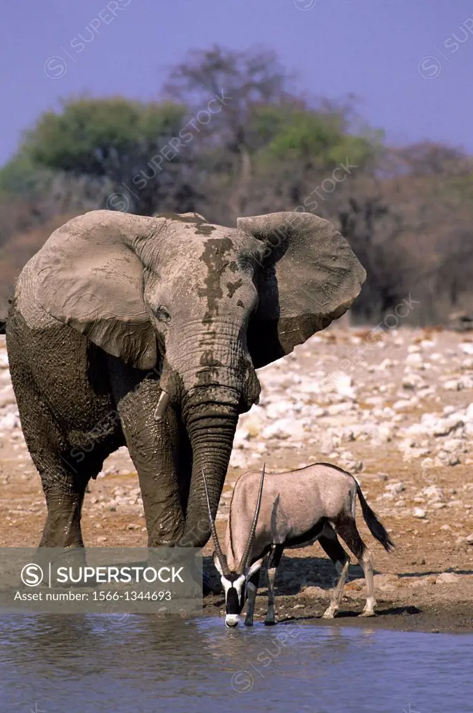 AFRICA, NAMIBIA, ETOSHA NATIONAL PARK, ELEPHANT AND ORYX AT WATERHOLE.