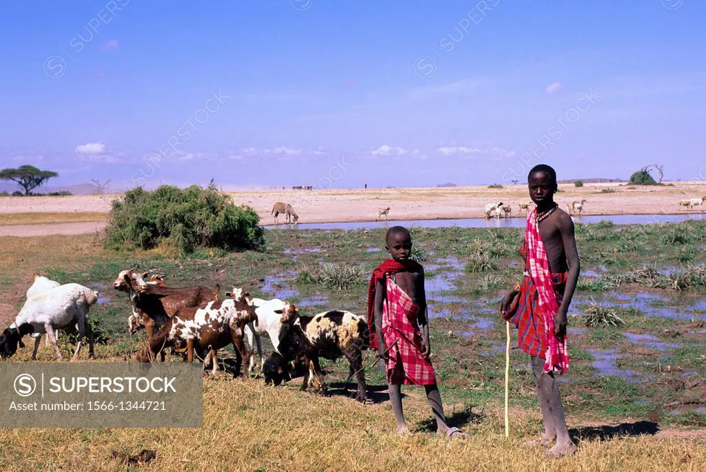 KENYA, AMBOSELI, MASAI BOYS WITH GOATS AT WATER HOLE.