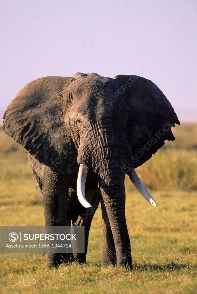 KENYA, AMBOSELI NATIONAL PARK, ELEPHANT BULL.