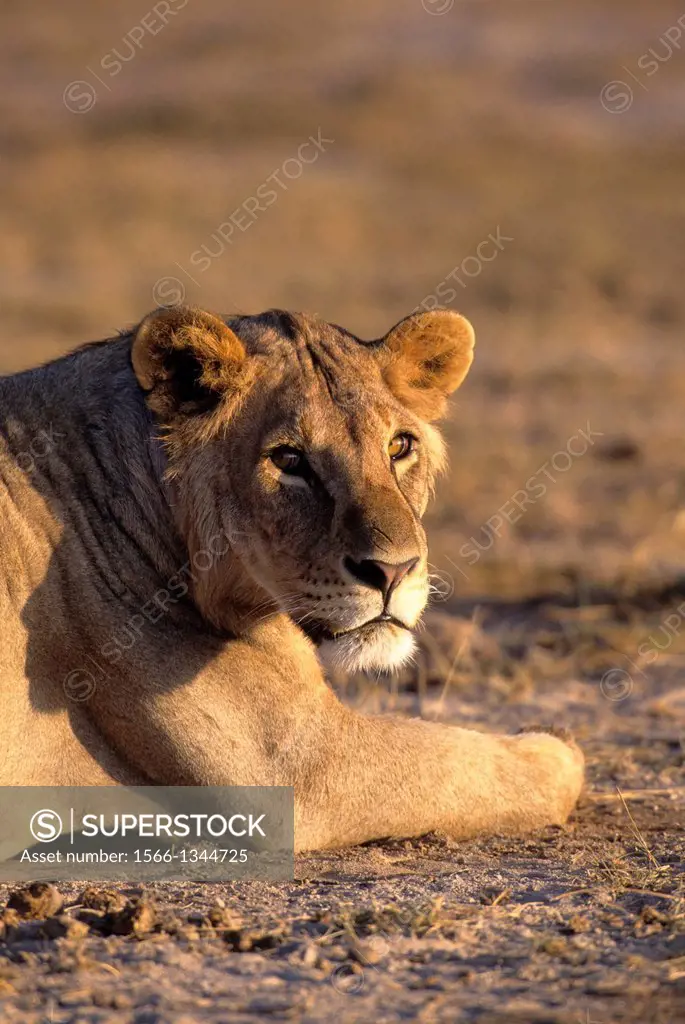 KENYA, AMBOSELI NATIONAL PARK, YOUNG MALE LION.