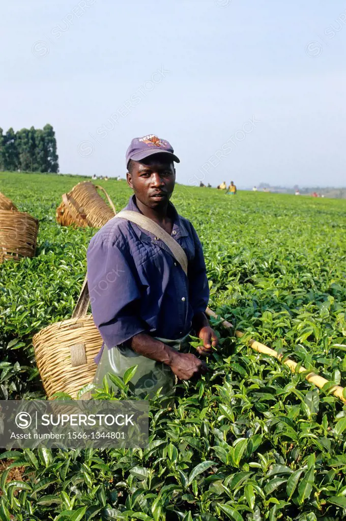 UGANDA, NEAR FORT PORTAL, TEA PLANTATION, MAN PICKING NEW TEA LEAVES.