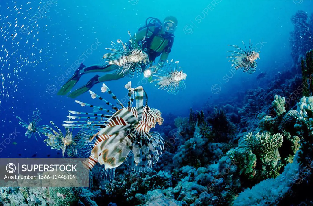 Lionfish, turkeyfish and scuba diver, Pterois volitans, Egypt, Red Sea, Hurghada
