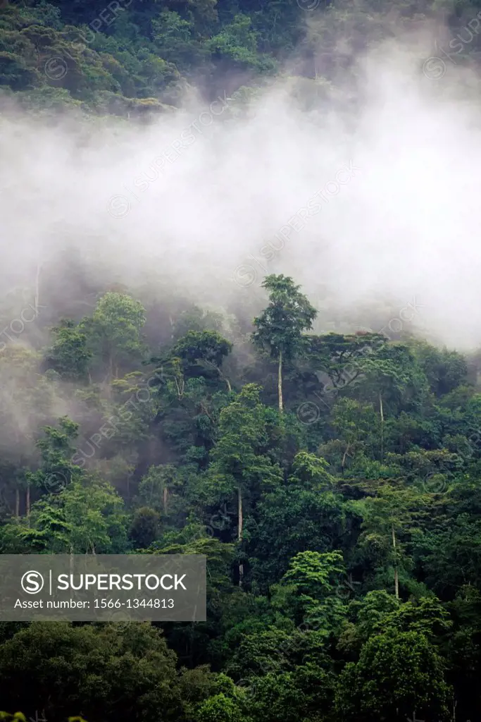 UGANDA, BWINDI IMPENETRABLE FOREST, RAIN FOREST, MIST AFTER RAINFALL.