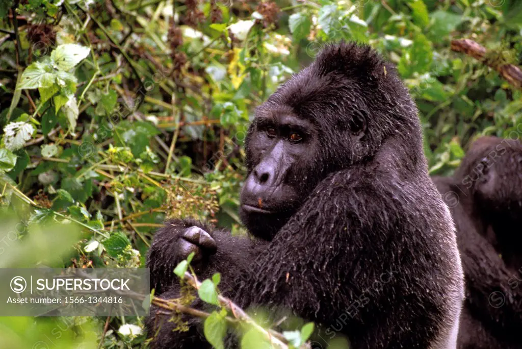 UGANDA, BWINDI IMPENETRABLE FOREST, MOUNTAIN GORILLAS, SILVERBACK SITTING IN RAIN.