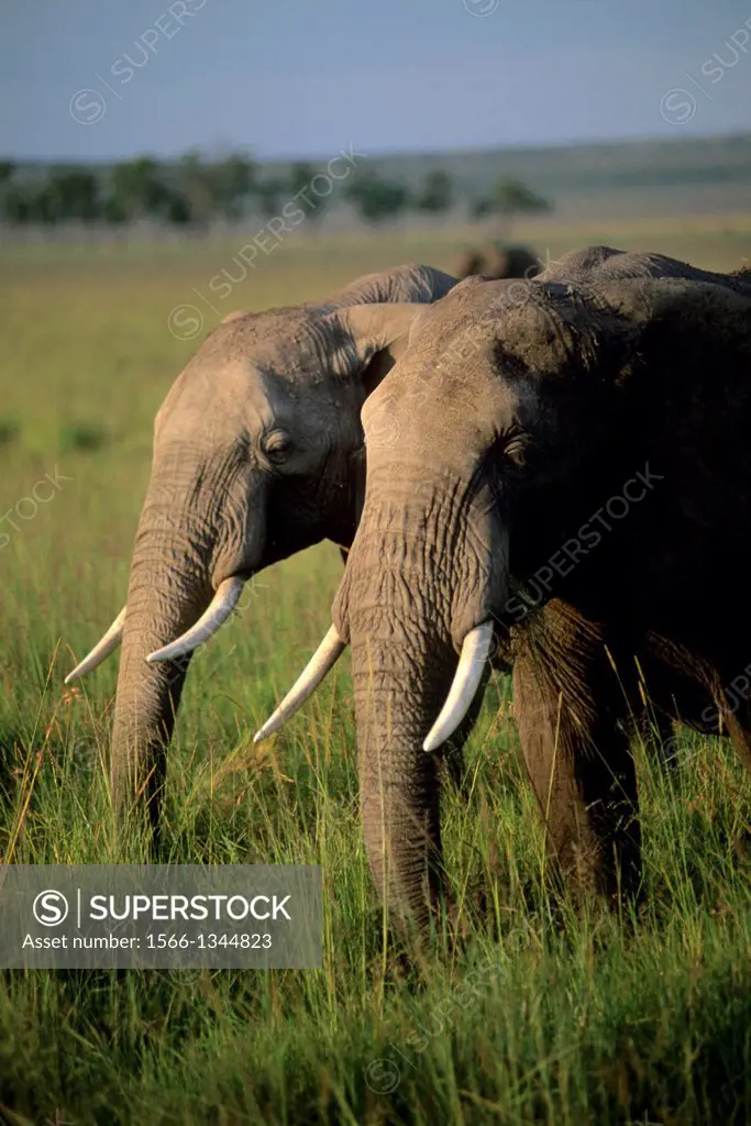 KENYA, MASAI MARA, GRASSLAND, ELEPHANT BULLS (MALES).