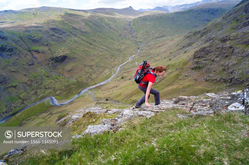 A hiker climbing Cam Crag Ridge in the Langstrath valley leading to the summit of Glaramara in the Lake District, Cumbria.