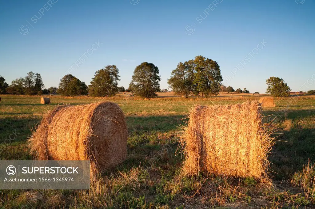 Hay bales in a farmer's field at sunset.