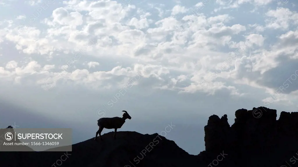 A big horned sheep stands on top of a rock formation, Badlands National Park, South Dakota, United States of America.