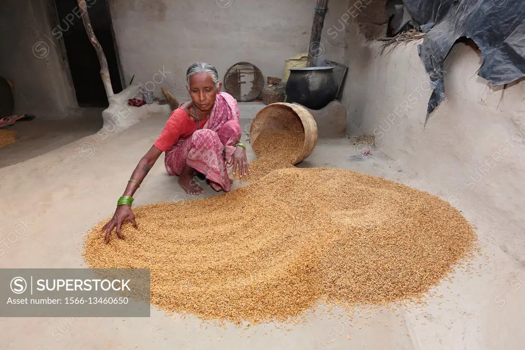 Tribal woman drying rice, SAWAR TRIBE, Khairmal Village, Saraipali Tahsil, Mahasamund District, Chattisgarh, India.
