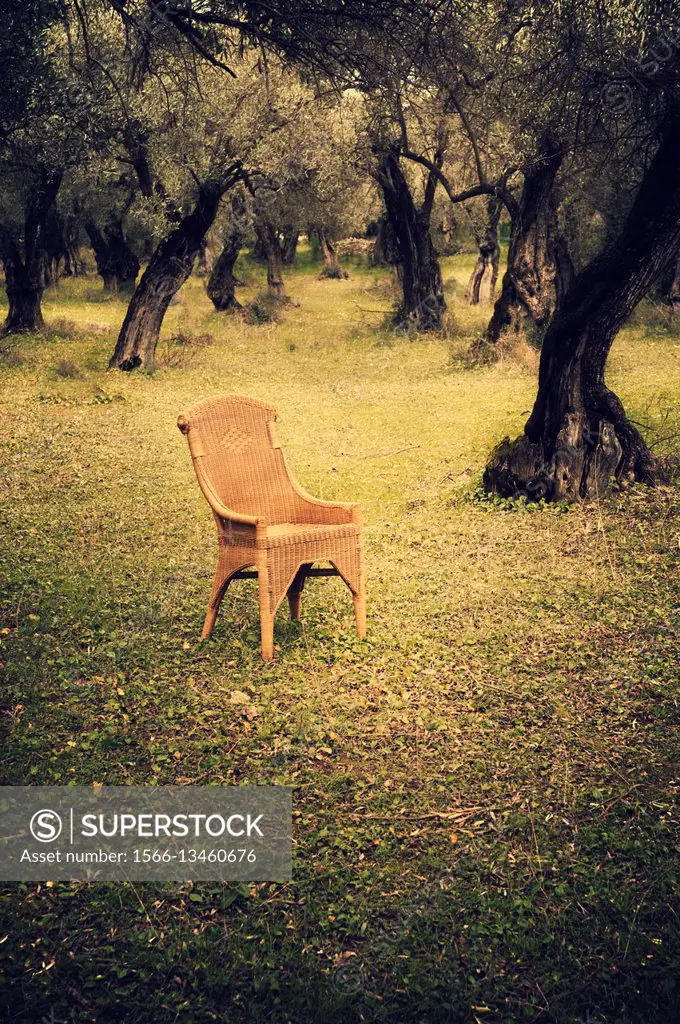 Arm chair in olive grove.
