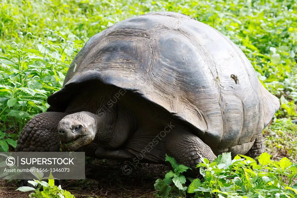 Male Galapagos tortoise / Galápagos giant tortoise (Chelonoidis nigra porteri), Galapagos Islands National Park, Santa Cruz Island Galapagos Ecuador.