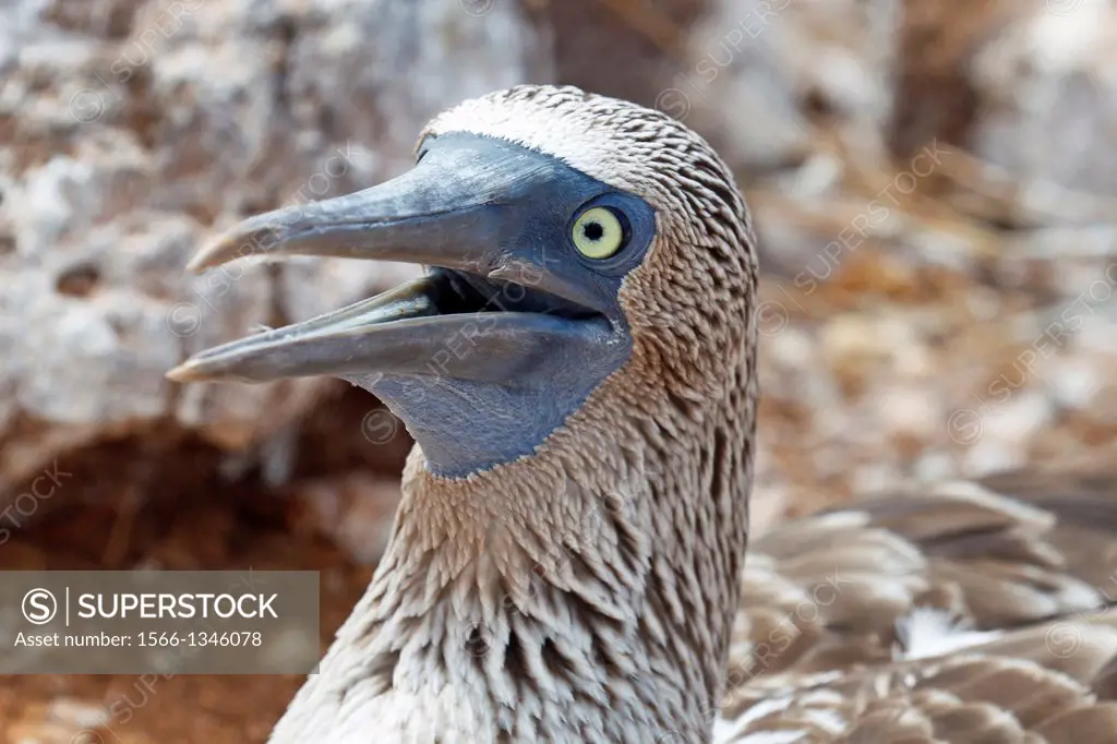 Detailed view of the head of a Blue-footed Boobie (Sula nebouxii) with opened beak, Galapagos Islands National Park, North Seymour Island, Galapagos, ...