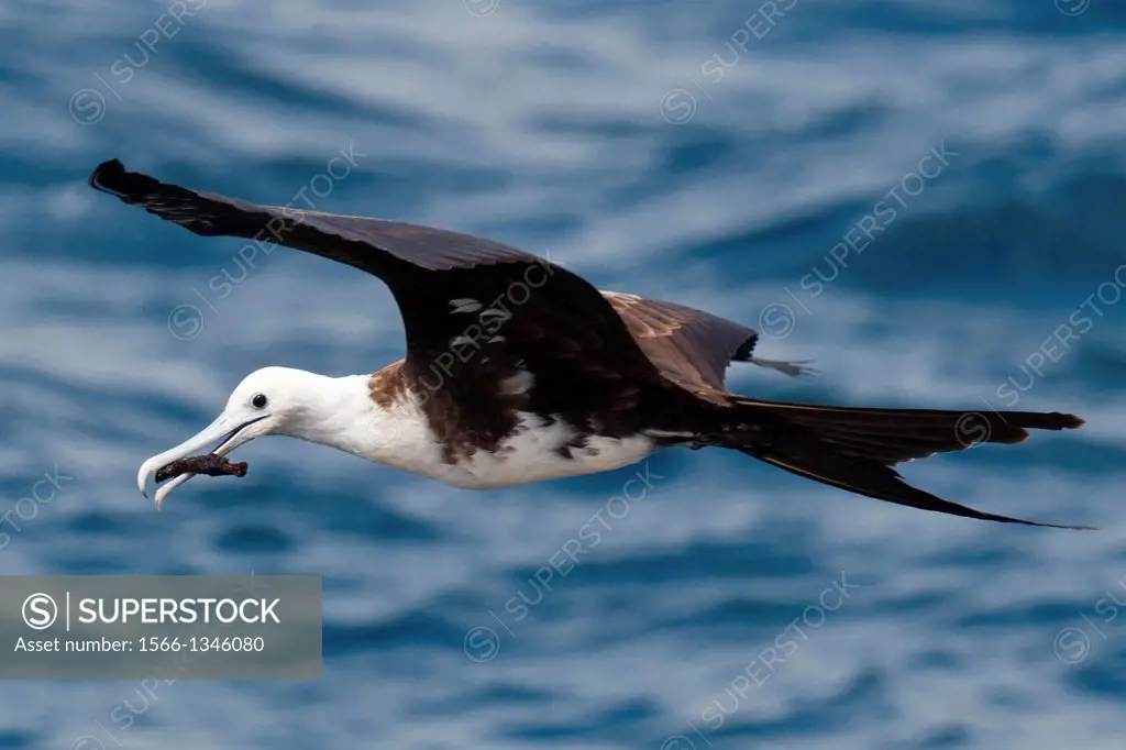 A juvenile Magnificent Frigatebird (Fregata magnificent) flies over the water with a stick in it's mouth, Galapagos Islands National Park, North Seymo...