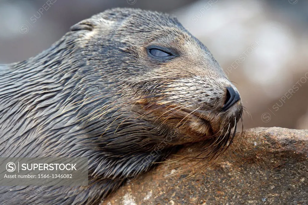 Deatiled view of a juvenile Galapagos Sea Lion (Zalphus wollebacki), resting on a rock with one eye half opened along the shore, Galapagos Islands Nat...